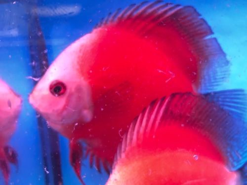 Red melon discus 4