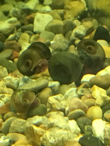 50+ Live Ramshorn snails, Aquarium/Pond/Algae Eater/Feeder