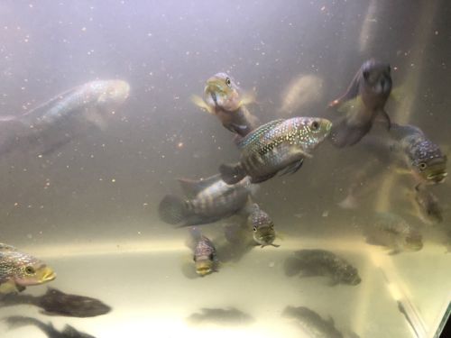 (2) Jack Dempsey Cichlids Live Fish Central American Freshwater