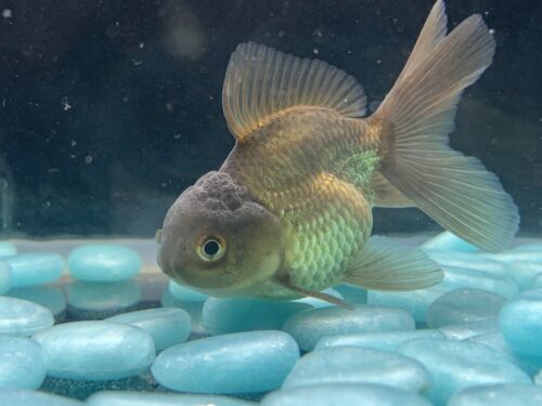 Live Thai Bronze Color Oranda Fancy Goldfish #10 Fish Video Included