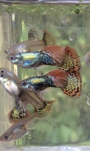 Trio Of Red Mosaic Dragon Elephant Ear Guppies - 2 Females And 1 Male