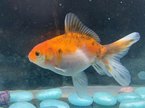 Live Thai Calico Oranda Fancy Goldfish #8 Fish Video Included