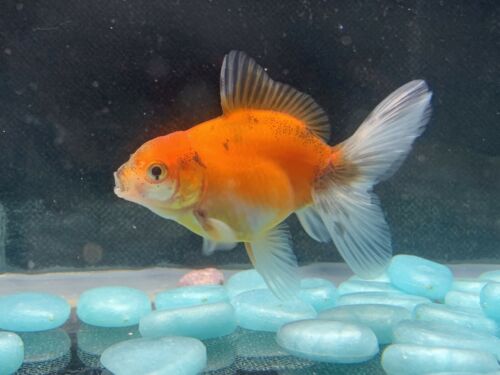 Live Thai Calico Oranda Fancy Goldfish #7 Fish Video Included