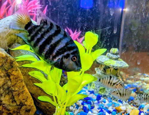 5 South American Cichlid Fry Convicts Adolescents