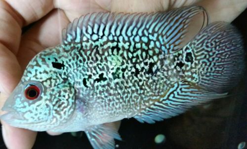 Flowerhorn Kamalau High Quality!! 3inch #53