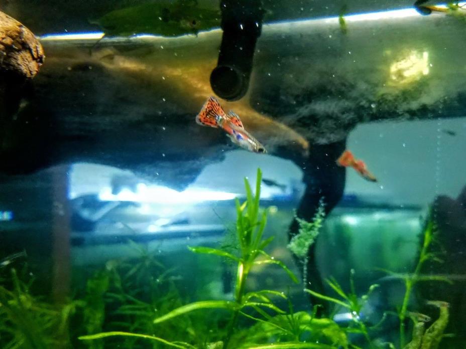 Cherry Grass Grass Guppies 3 Pairs! Young fish from blue grass Breeders!