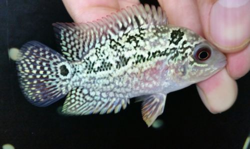 Flowerhorn Kamalau High Quality!! 2inch #69