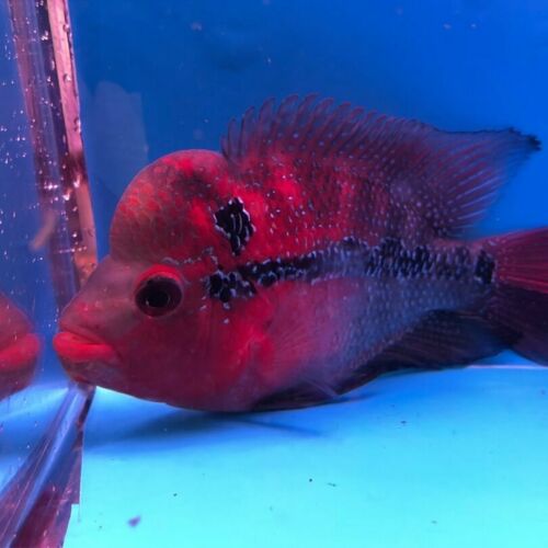 Competition grade flowerhorn super red dragon 4