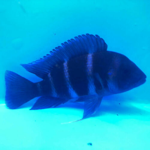 Blue moba frontosa 3.5-4