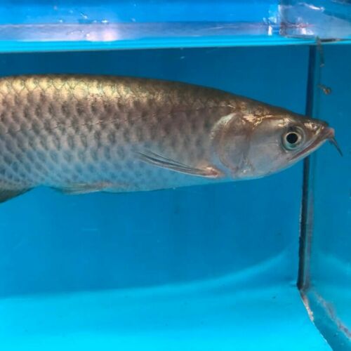 Golden Jardini arowana 7” in length - live tropical fish