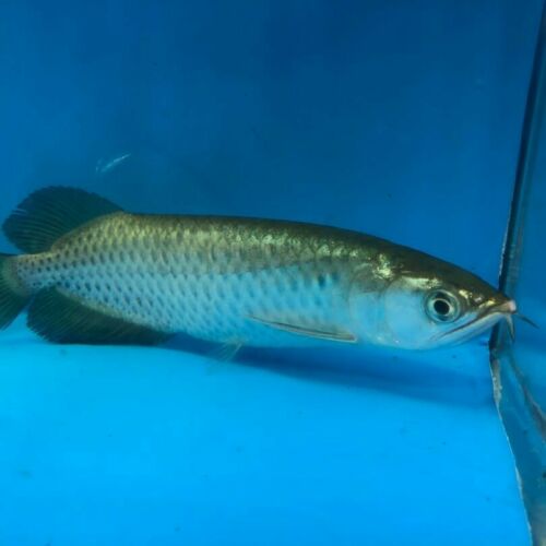 Golden Jardini arowana 6.5” in length - live tropical fish