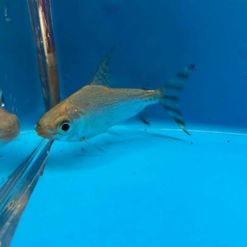 Yellow flag tail prochilodus 3