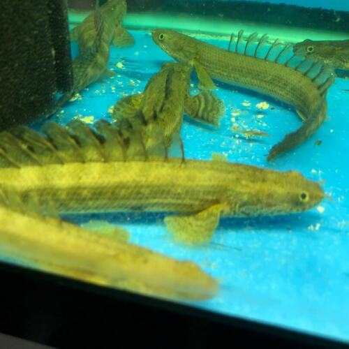 Hybrid polypterus ansorgi-lapradei 6-7