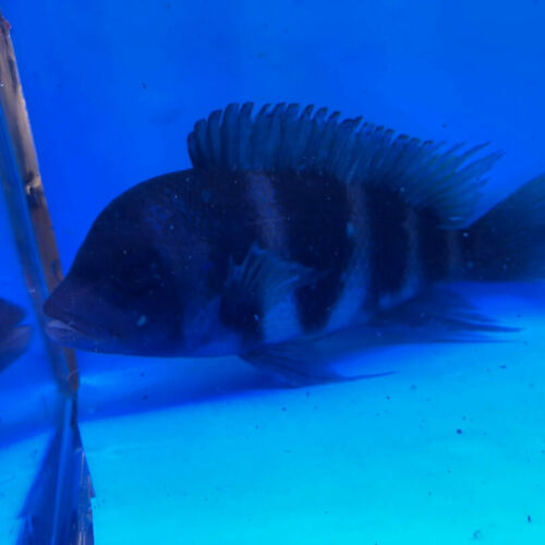 Frontosa mbwipwe 5