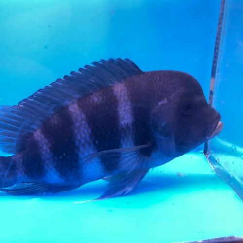 Frontosa mbwipwe 7