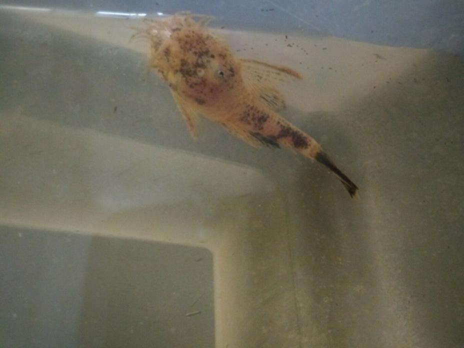 Calico Bushynose / Bristlenose Plecostomus x super red crossed