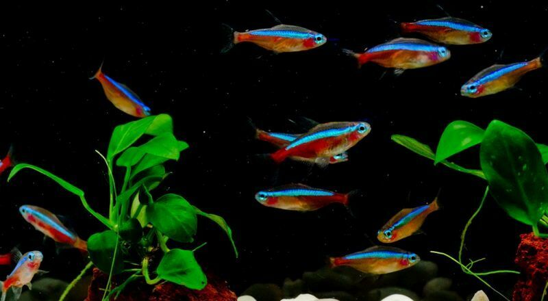 10 tank raised cardinal tetras 1 inch