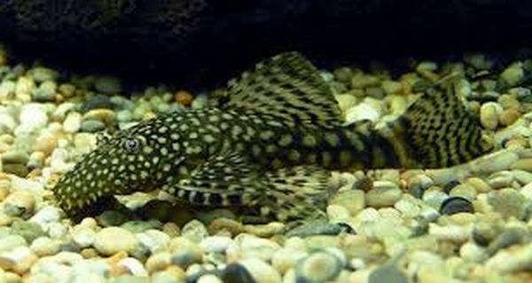 4 short fin bristlenose plecos