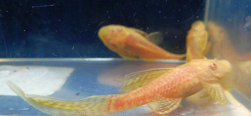 4 short fin albino bristlenose plecos