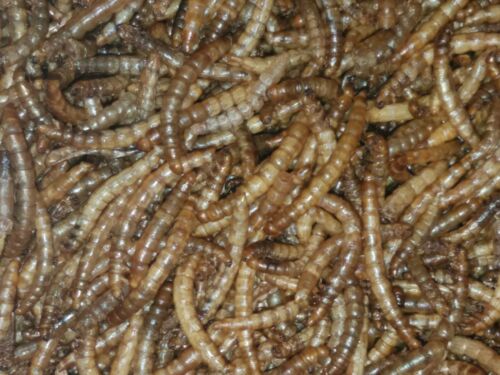 Mealworms-Freeze Dried