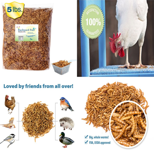 Bulk Mealworms Dried FDA Approved Chicken Treats For Birds & Reptiles Giant Worm