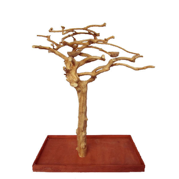 Small Java Wood Bird Tree Stand Gym Perch Cockatiel Mini Macaw Parakeet  AE200s