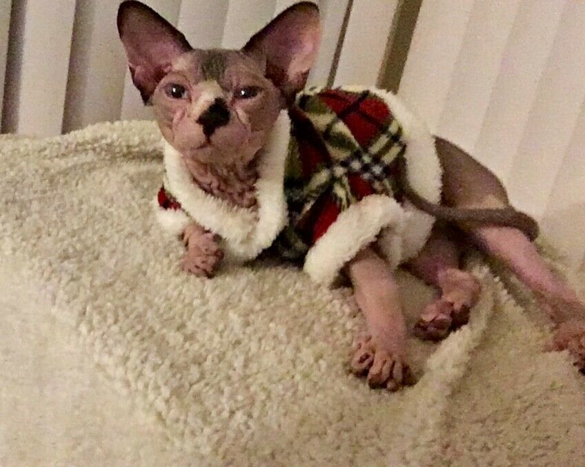 Sphinx cat clothes, Small Dg clothes fluffy pet wear size small Red Plaid SOFT