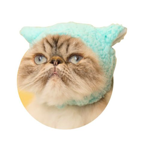 JapaKatsu KITAN CLUB hat for cat gachapon SHEEP cat hat - BLUE BABY SHEEP