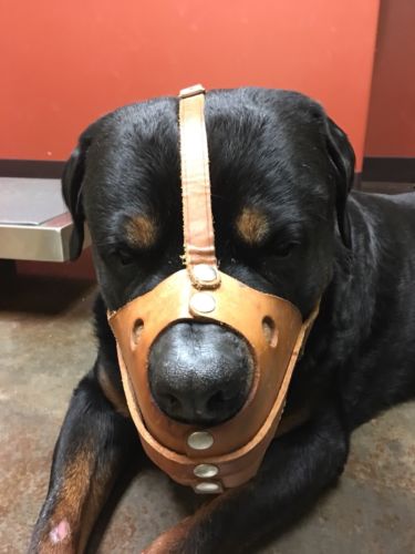 Dog Muzzle Adjustable Leather