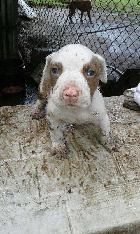 red nose pitbull, 4weeks old. White and brown, dome white and gray, blue eyes