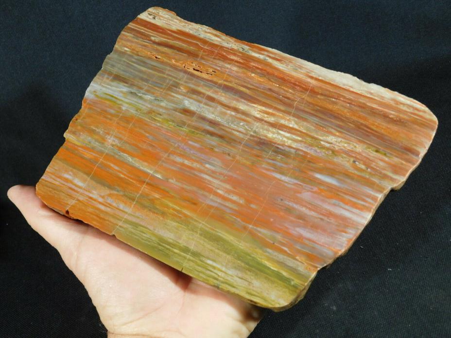 A BIG! 225 Million Year OLD Polished Petrified Wood Fossil From Arizona 1098gr e