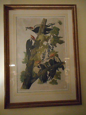 Audubon Pileated Woodpecker double elephant original