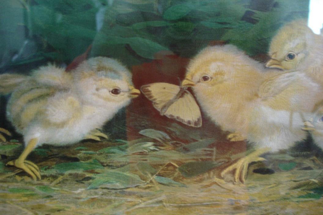 Antique Original Ben Austrian Battle of Chicks Yard Long Print Picture Frame VGC