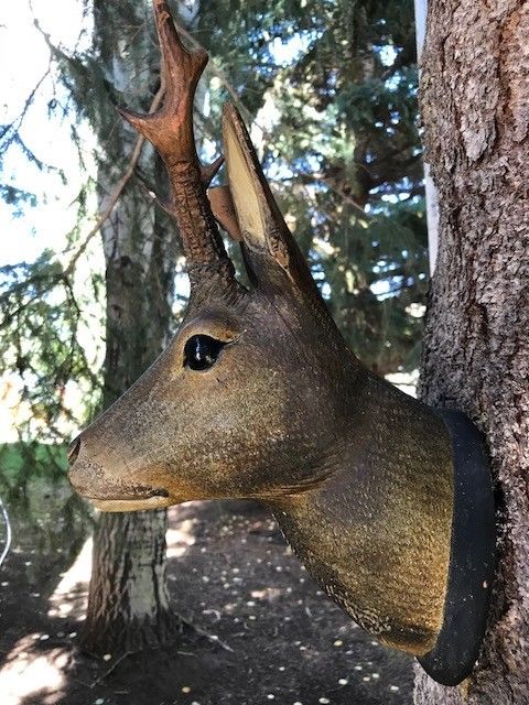 Black Forest Deer Stag Roe Head German Antique