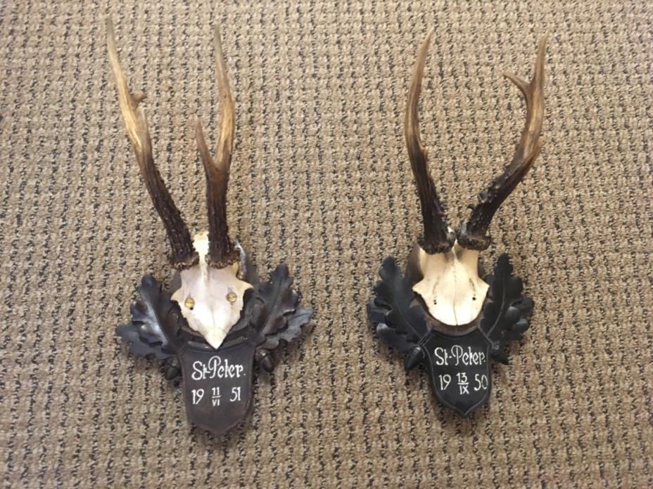 Pair of antler wooden handcarved Black forest stag horn taxidermy dated