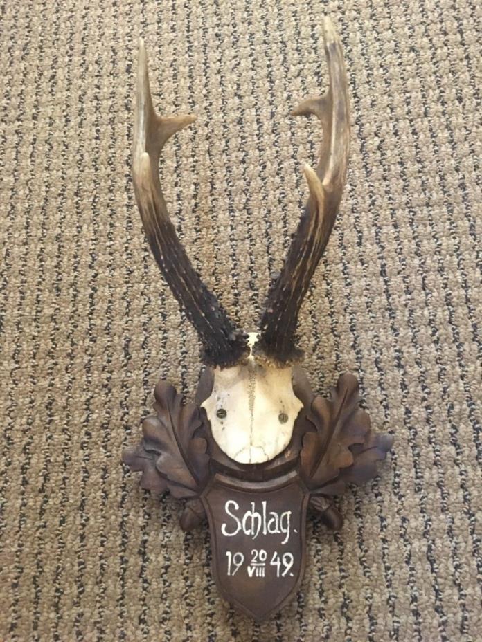 Strong antler wooden handcarved Black forest plaque stag horn taxidermy dated