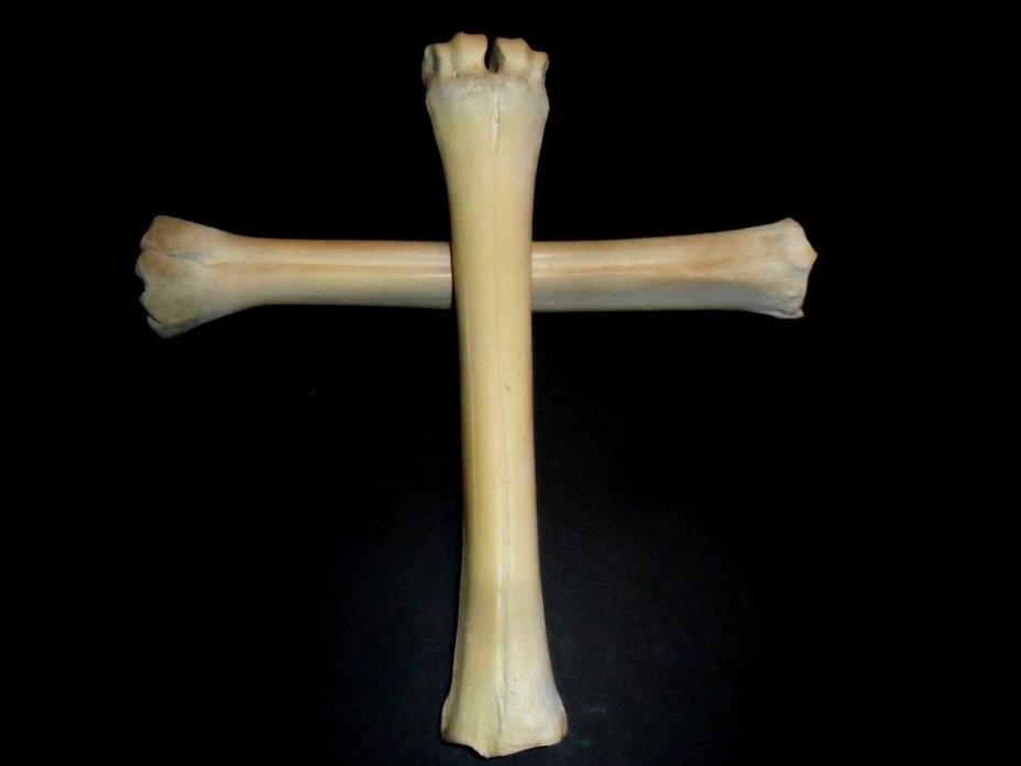 PAIR OF NATIVE WILD MOOSE LEG WAR BONE CLUB 2006