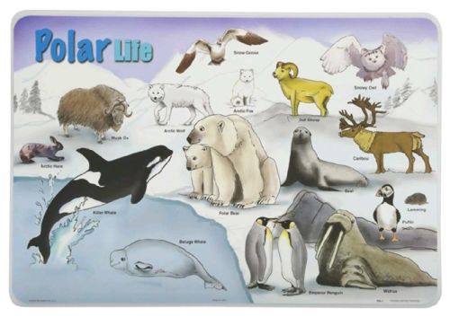 Painless Learning Placemats - Polar Life Placemat - Set of 4 New