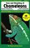 Care & Breeding of Chameleons (Herpetocultural Library, The)