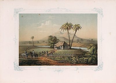 1855 Isla de Cuba Vista de Una Vega de Tabaco View of a Tobacco Plantation 29