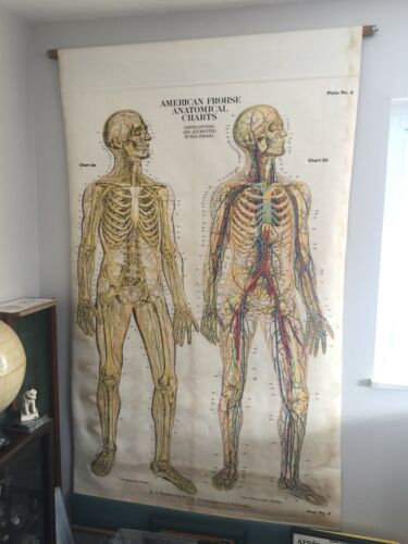 Large Antique 1918 American Frohse Anatomical Chart Nervous Circulatory System