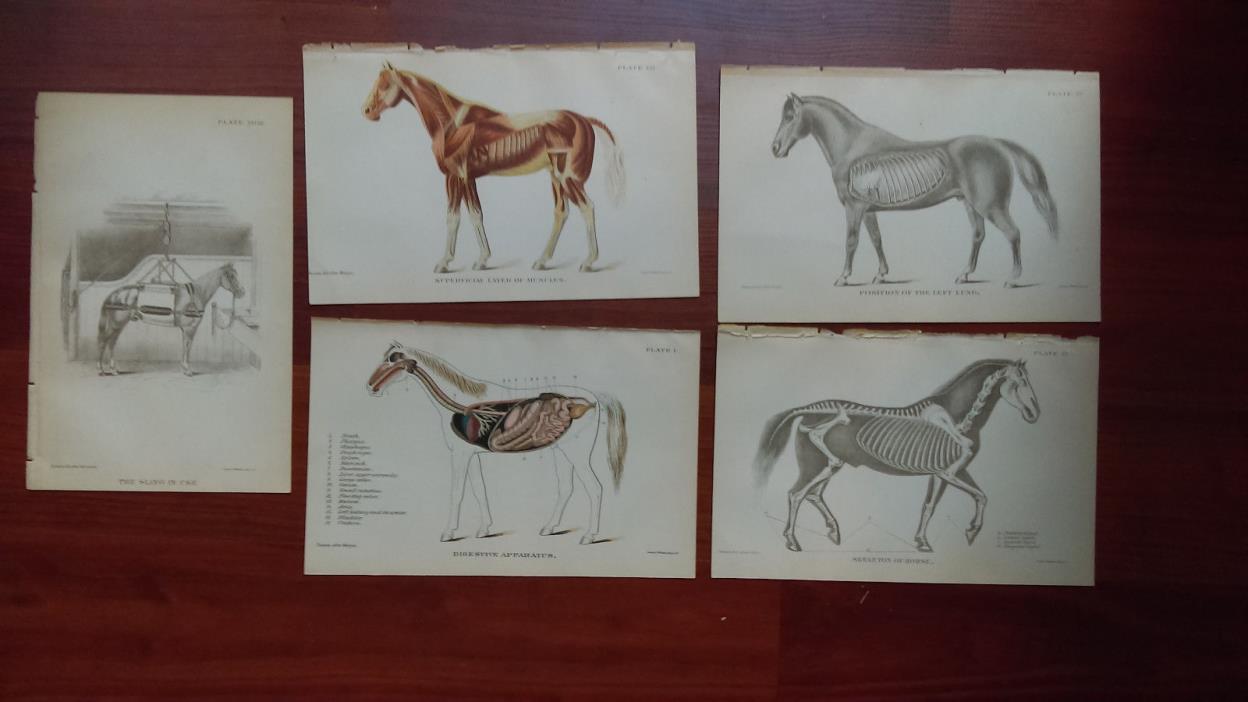 1901 5  Vintage Animals Medical Horse Book Plates