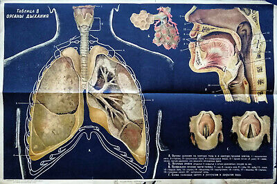 HUMAN RESPIRATORY SYSTEM  RARE ANTIQUE VINTAGE RUSSIAN MEDICINE ANATOMY POSTER -