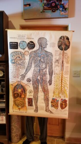 Vintage Anatomical Pull Down Chart 'Arterial, Venous & Nervous Systems'