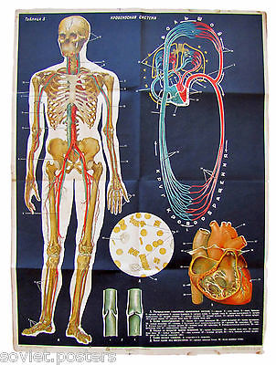 RARE VINTAGE ANTIQUE ANATOMY RUSSIAN EDUCATIONAL POSTER - HUMAN BLOOD SYSTEM
