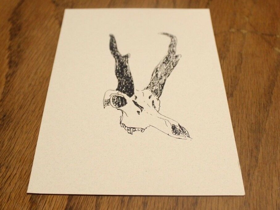 Antelope Skull ink drawing