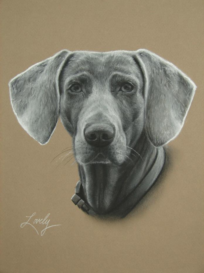 Original Weimaraner Dog Portrait Pastel Drawing by Artist Daniel Lovely