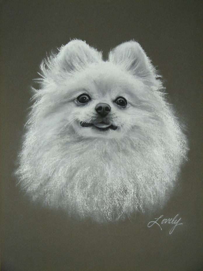 Original Pomeranian Dog Portrait Pastel Drawing by Artist Daniel Lovely