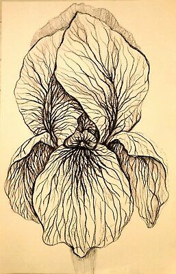 Original Iris flower art antique white,botanical art home interior decor19×13