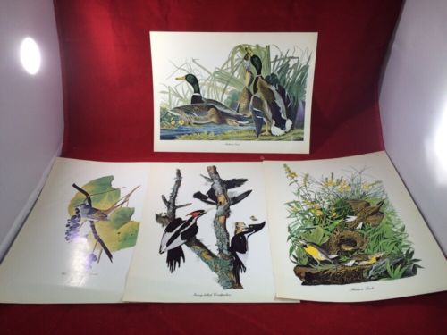 Vintage Bird & Mallard Duck Color Art Prints Sparrow Woodpecker Meadow Lark 8x10